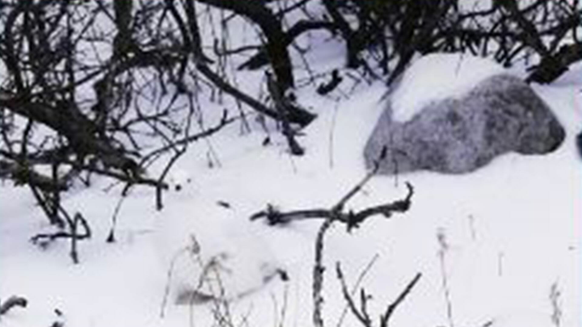 If you can spot the hidden animal in this snowy field within 7 seconds you’re in the top 1%