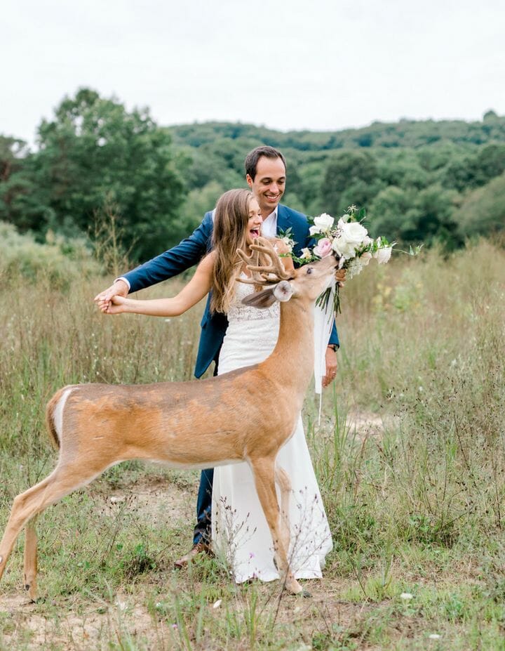 Image.  A cute deer interrupts the couple's wedding photo session and makes it perfect and funny