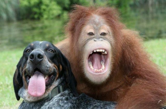 Interesting and funny pictures of different animals: The friendly and cute relationship between animals brings smiles to everyone