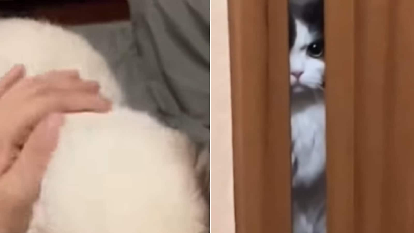 Jealous cat stares angrily from a behind door as human pets dog