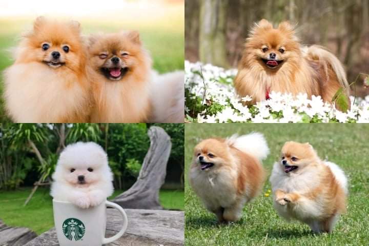 Let's find out why you should adopt a fluffy and cute Pomeranian