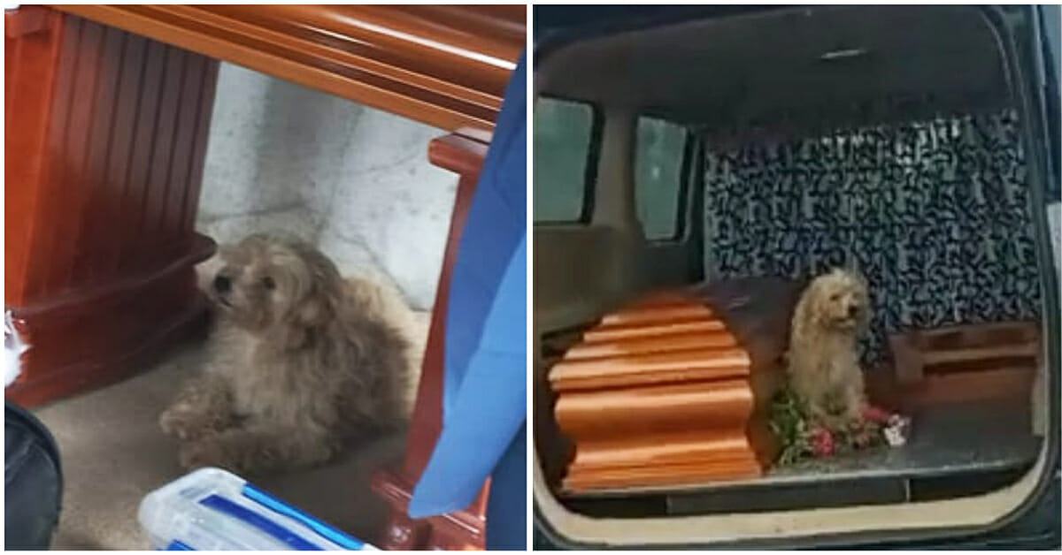 Loyal dog refuses to leave his former owner at her funeral