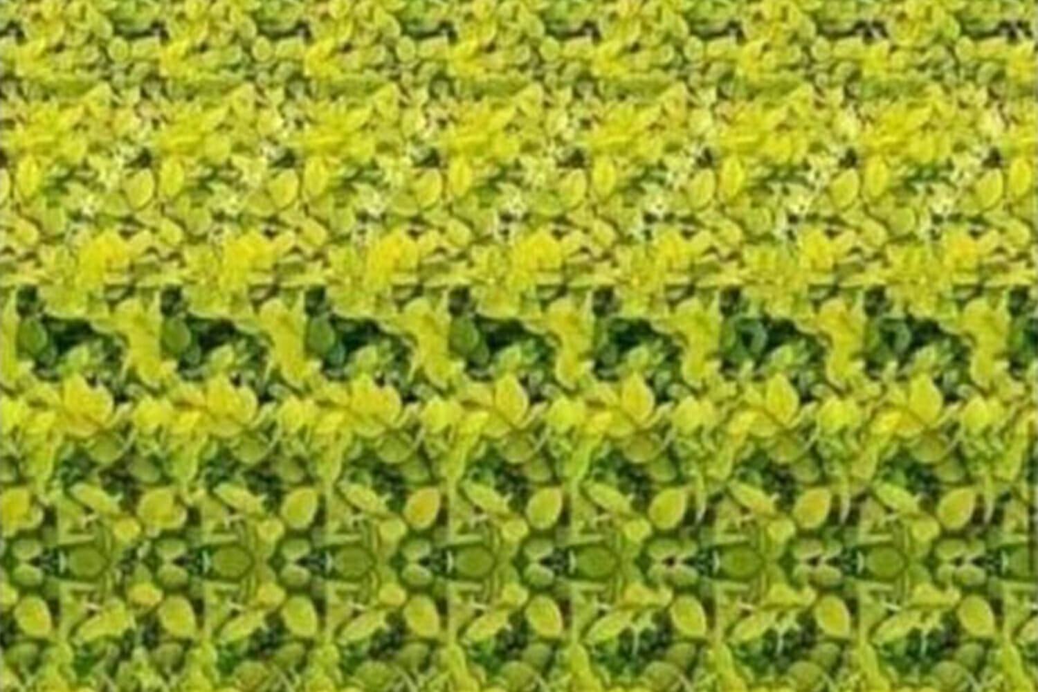 'Magic eye' optical illusion has left viewers arguing about what they see – which animal do you think is hidden?