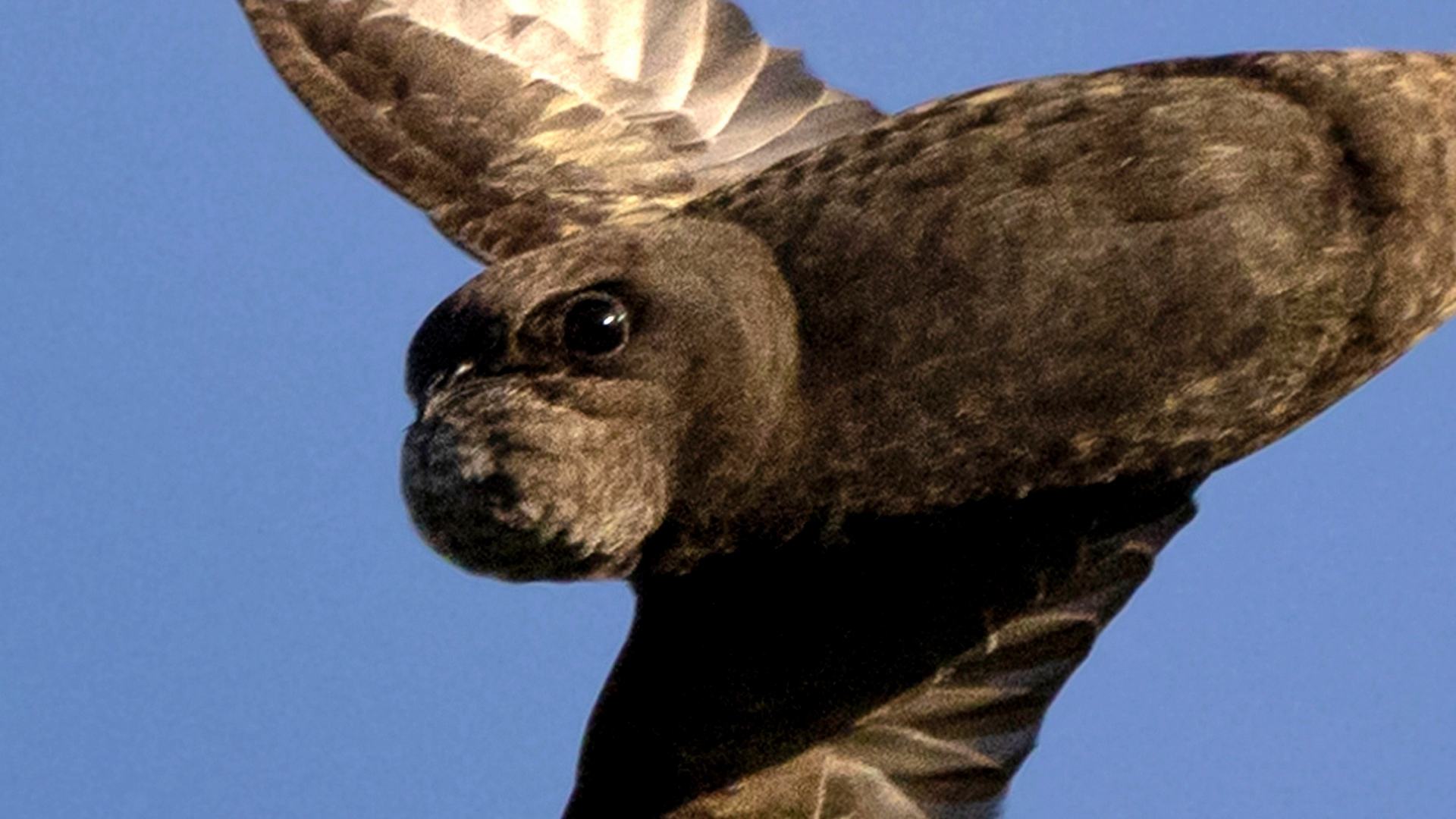 Mind-bending optical illusion tests your eyes - can you work out what is going on with this bird with 'face of a seal'?