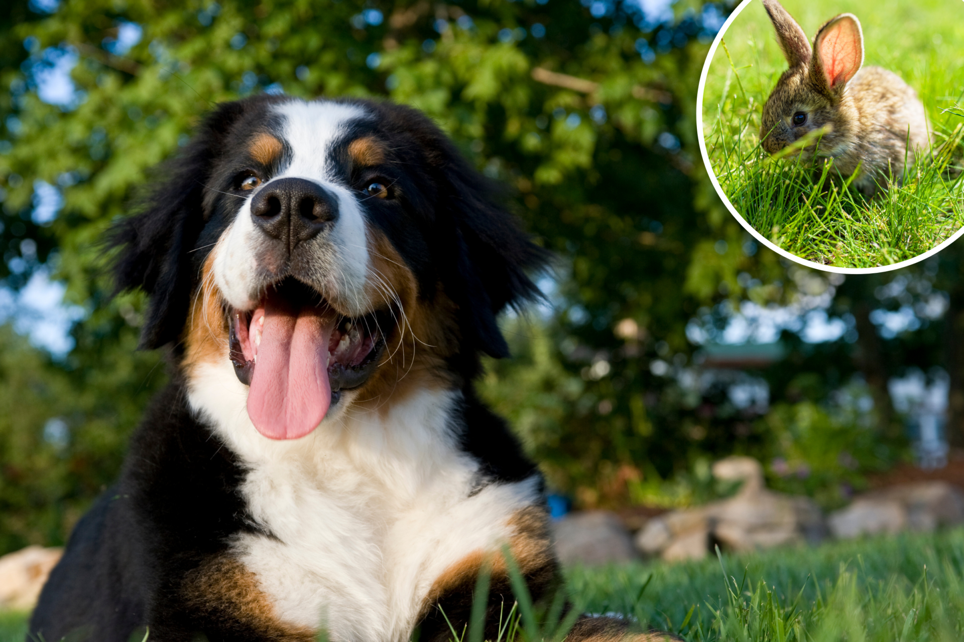 Bernese mountain dog adopting bunnies goes viral