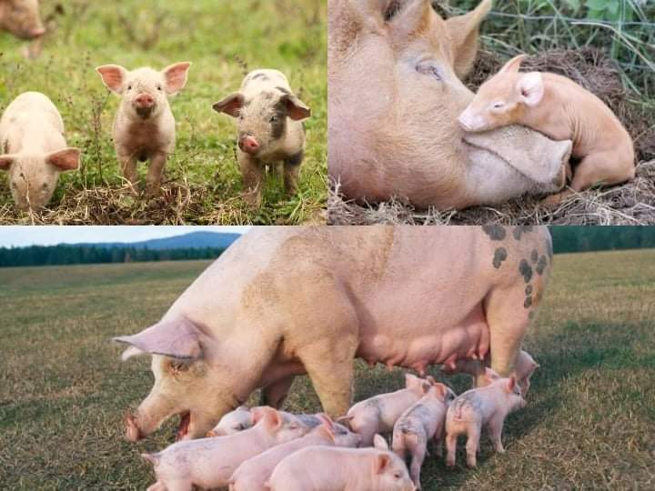 Mothering Instinct: How a Pig Gives Birth in Terrible Conditions