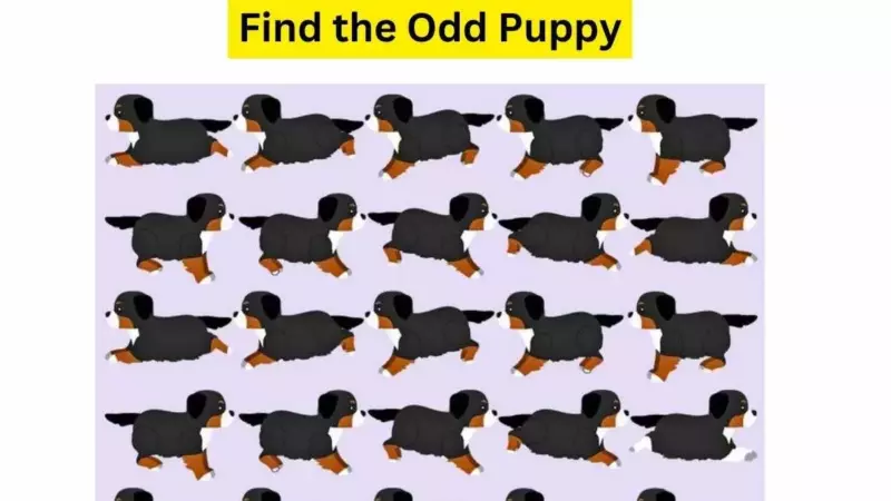 One-of-a-kind Puzzle: Accept the challenge of finding an oddball puppy hiding in the kennel.  You only have 9 seconds left!