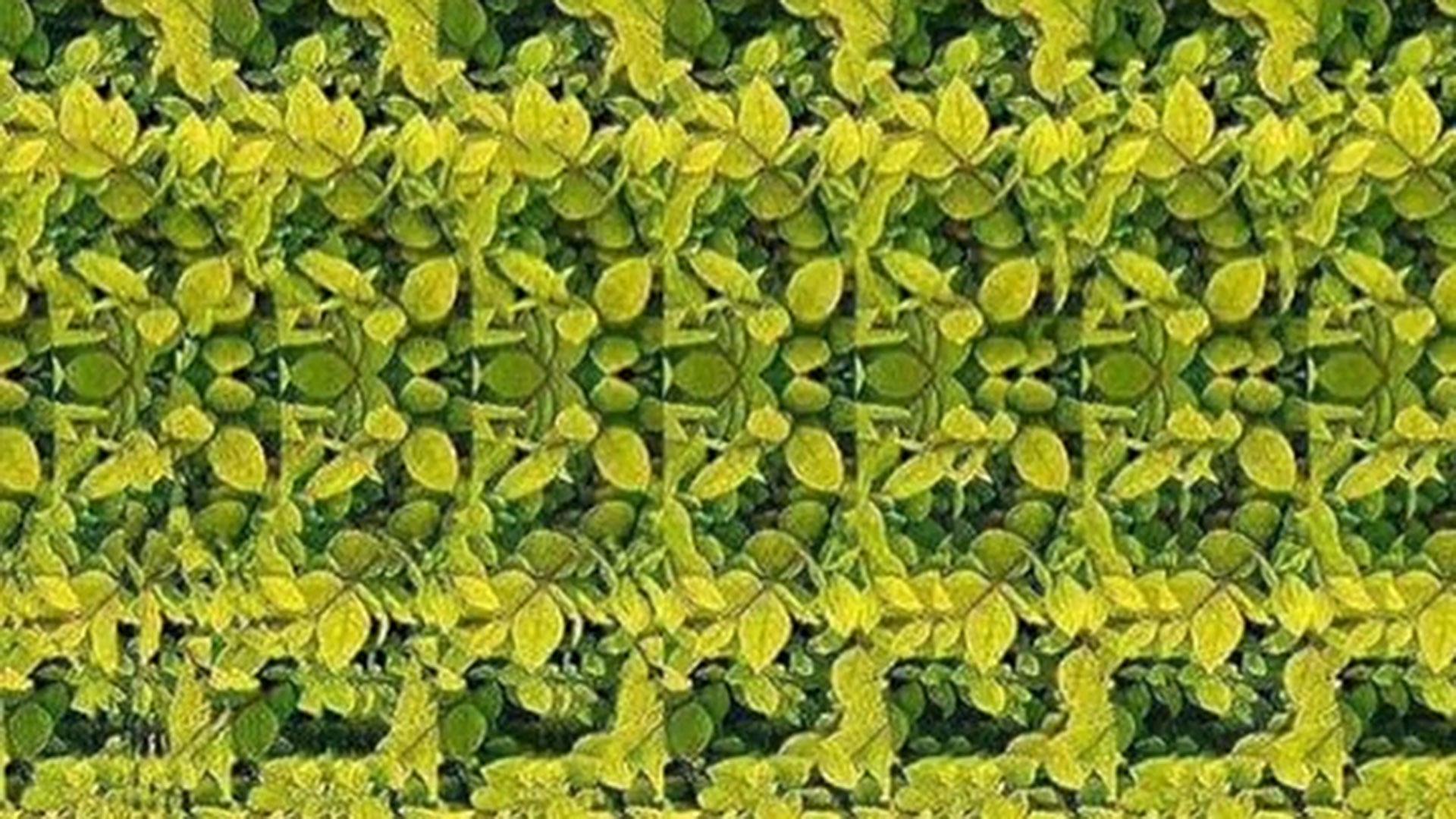 Only the top 1% of people can spot the giraffe in new optical illusion – can you solve the magic eye picture?