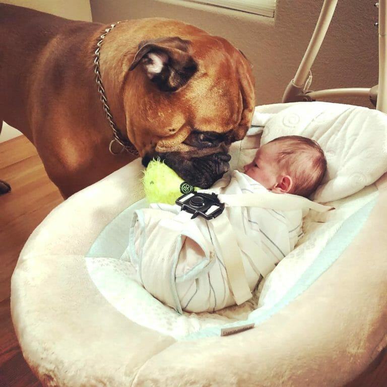 PHOTO. A  sincere and sweet story about a cute dog which looks after a new born  baby