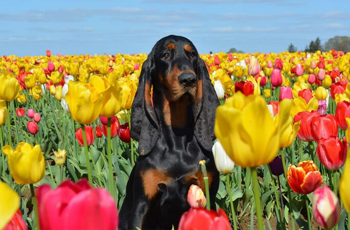 PHOTO.  All about the famous dog that broke the world record for the longest ears