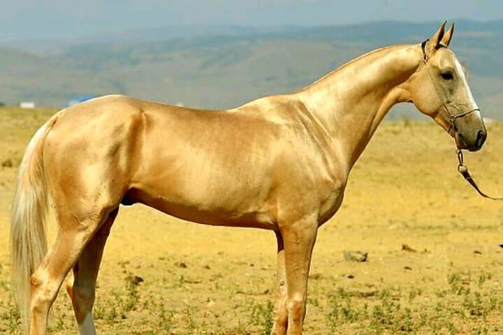 PHOTO. All about the unique horse that has a golden fur