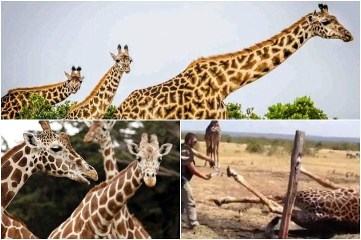 PHOTO.  An interesting story.  How a giraffe stuck in a fence was rescued