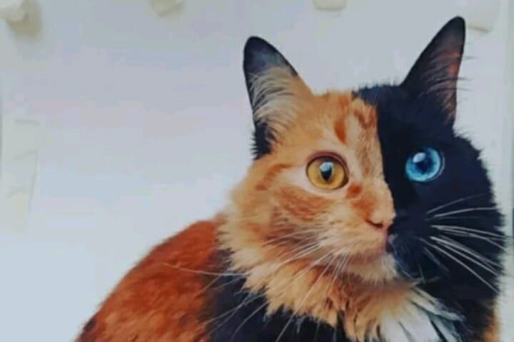 PHOTO.  Chimera two-faced cat struggles