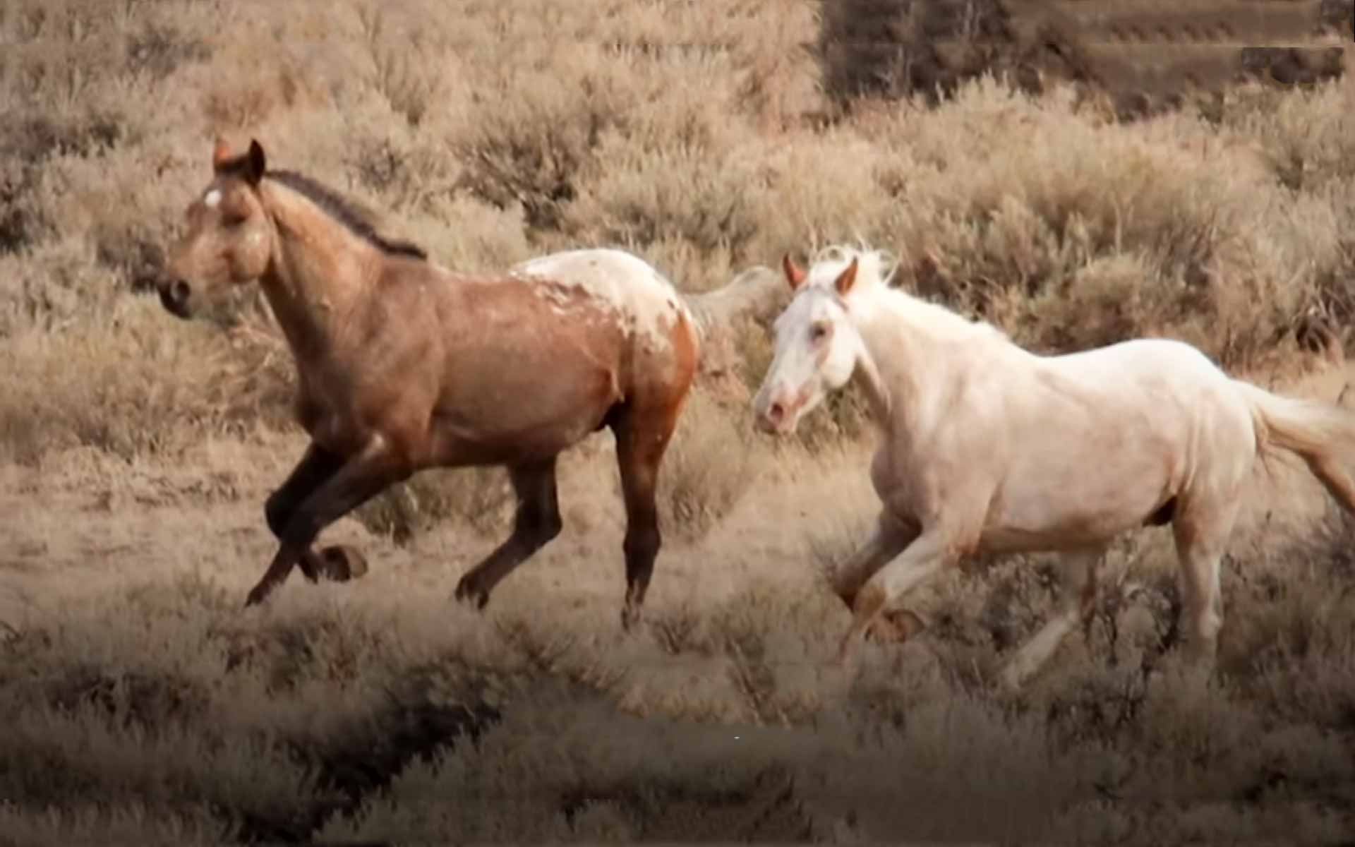 PHOTO.  How does a stallion react when he sees a companion he hasn't seen for many years?