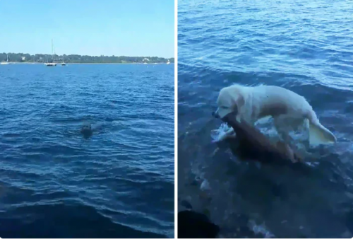 PHOTO.  How quickly the dog saved the baby deer that was dragged out