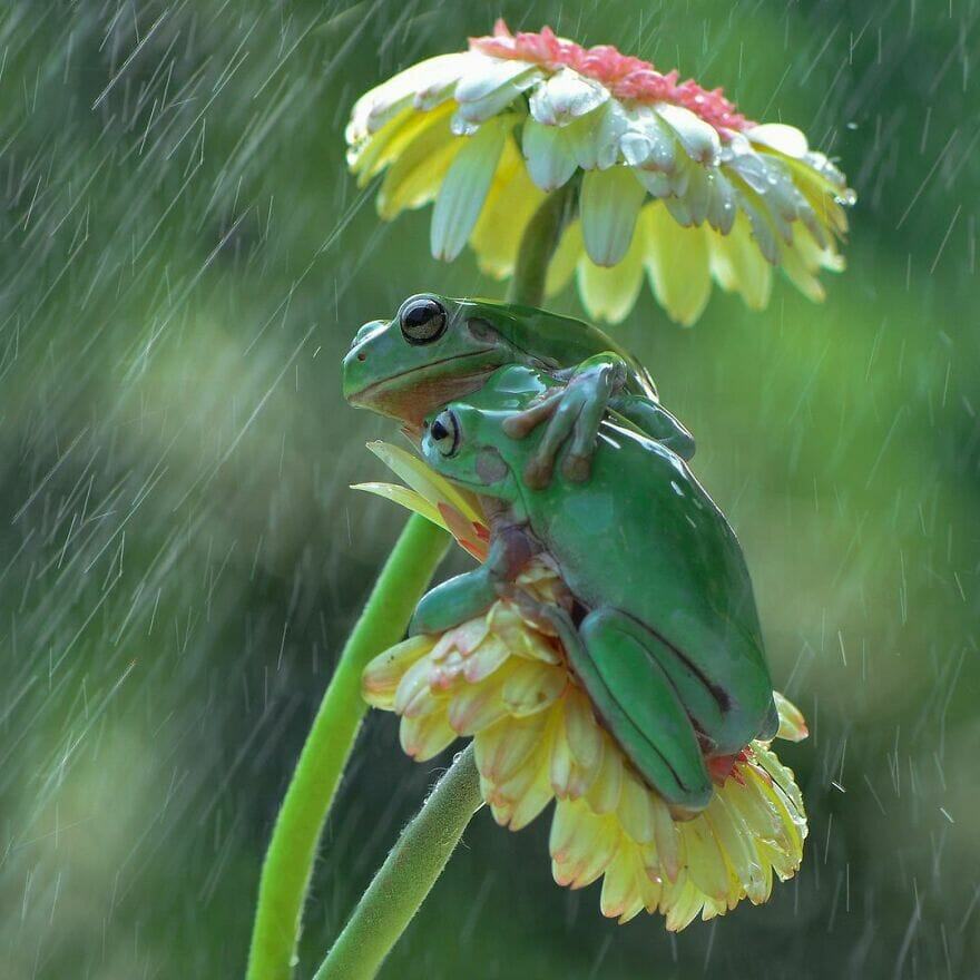 PHOTO.  Wildlife photographer captures frogs hugging in the rain