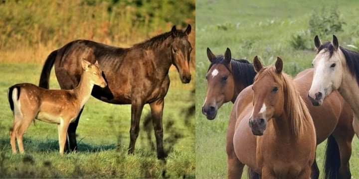 PHOTOS: A touching and unusual story: How three horses take care of a baby deer left alone