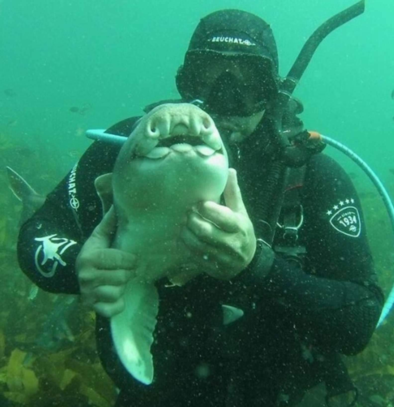 PHOTOS. Port Jackson shark swims towards her human friend to cuddle when she notices her friend