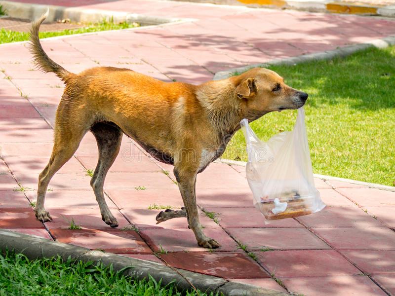 Photography.  Dog Hero: The touching story of a dog who brings food to his owner every day