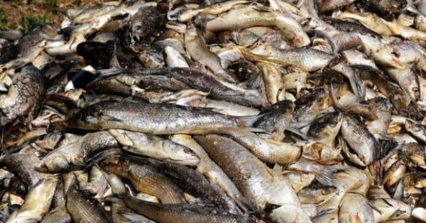 Pollution of the Aisne : a complaint against Nestlé after the death of thousands of fish