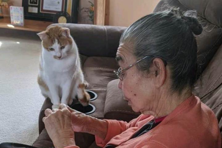 The cat sat quietly and watched her repair her beloved jaguar toy