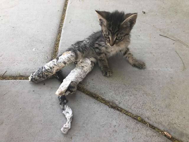 The children helped an invalid cat, but what they noticed was just exciting