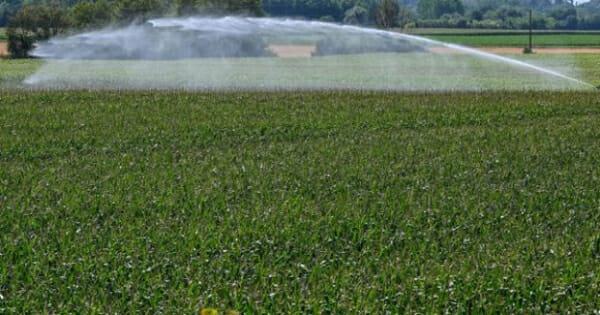 The corn producers want them as an exemption to use neonicotinoids