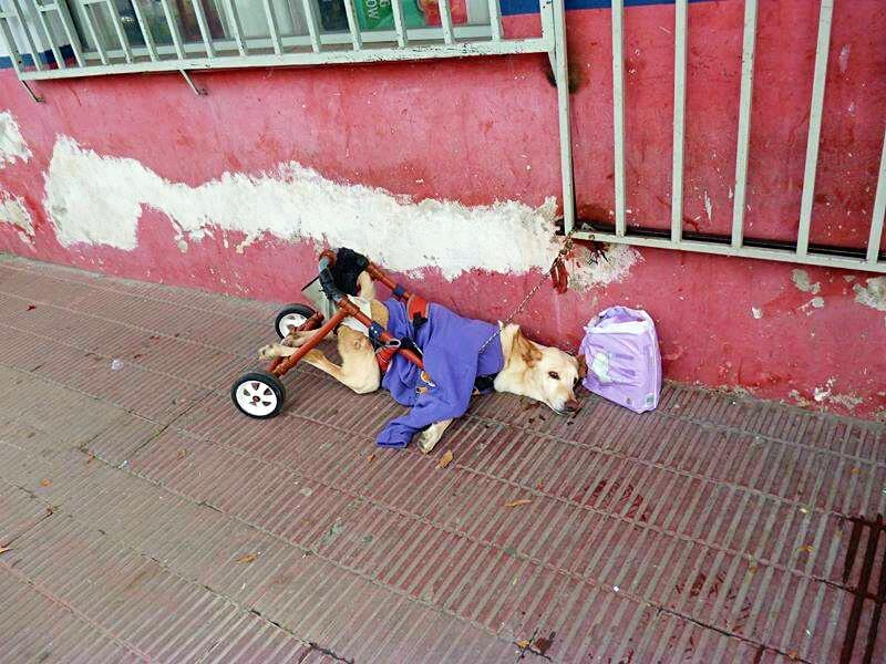 The disabled dog was left alone on the street by its owner.  Beside him was a note and some diapers.