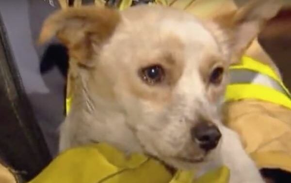 The dog refuses to leave the burning house because it protects 4 tiny friends in the burning house