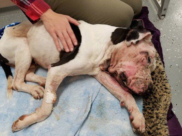 The dog was abused by being thrown in the trash and was barely able to pick up its body when it was discovered by a rescue team