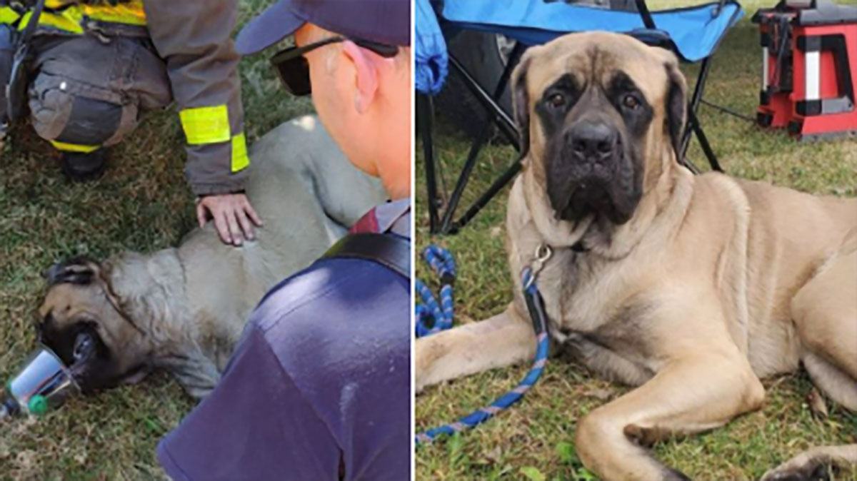 The firefighter who saved the dog twice decided to adopt it