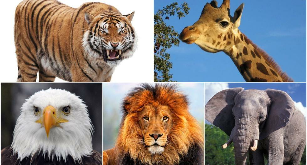 The first animal you choose in the picture will reveal an important life tip