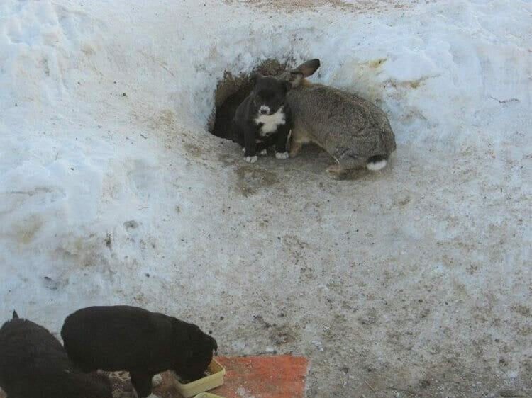 The incredible story of how a rabbit was able to save and protect three puppies