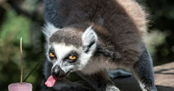 The lemur, right whale and the great hamster of Alsace from extinction