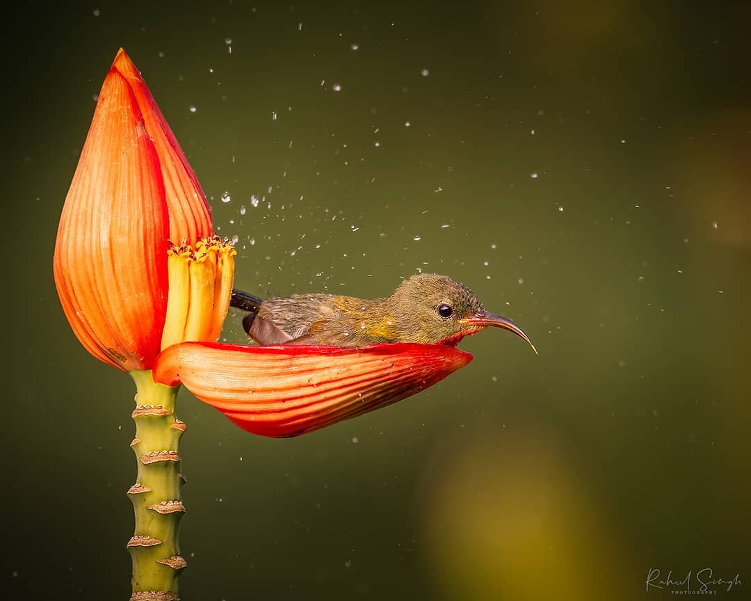 The photos are beautiful and impressive.  An unusual and interesting story about a little bird bathing in a red flower