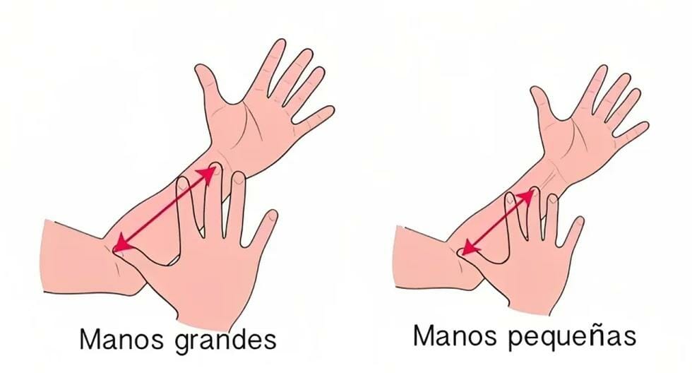 The size of your hand to your forearm determines whether you are a leader or a rebel