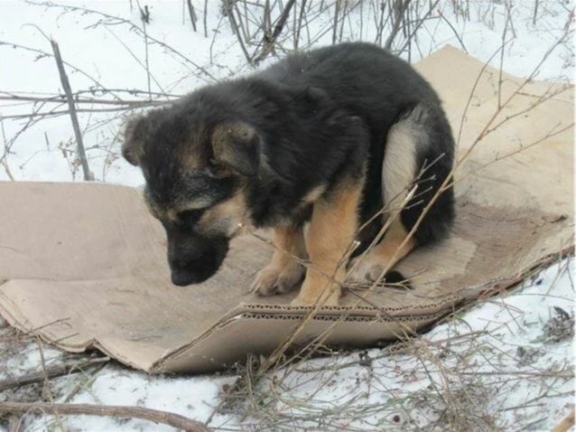 The story of an unnoticed dog has a happy ending