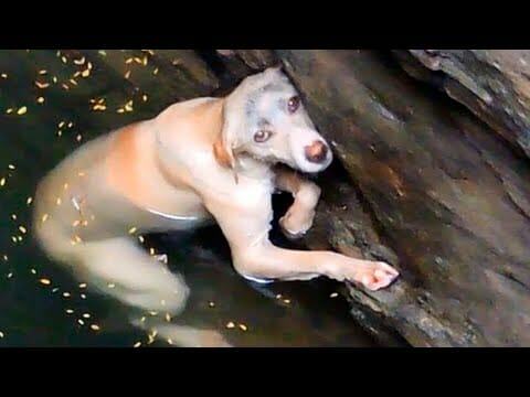 The touching story of a hopeless dog hanging from a well in the hope of being saved