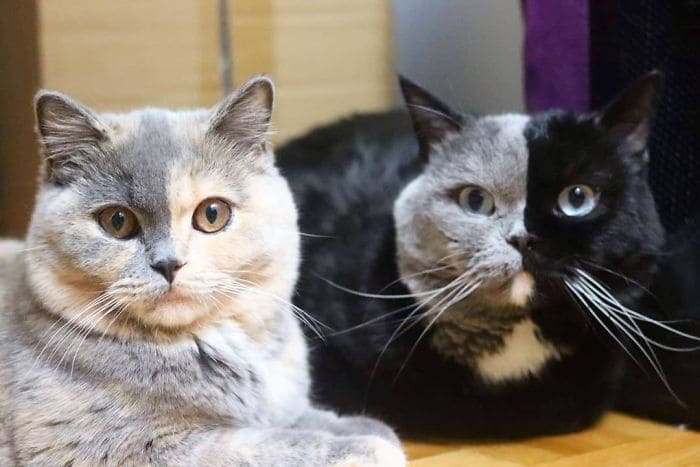 The unique cat with two different face colors has become the father of two-faced kittens