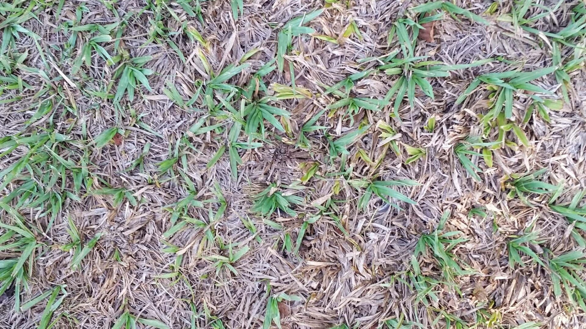 There's a venomous spider hiding in the grass... but you can YOU spot it?