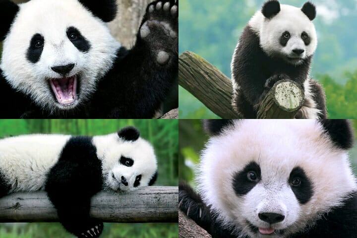 This is where black spots appear on pandas