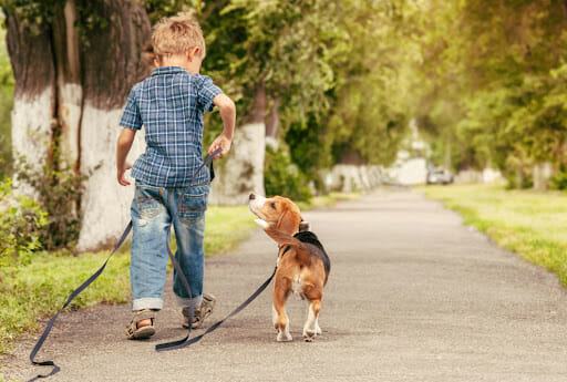 Trace the story of the hero dog