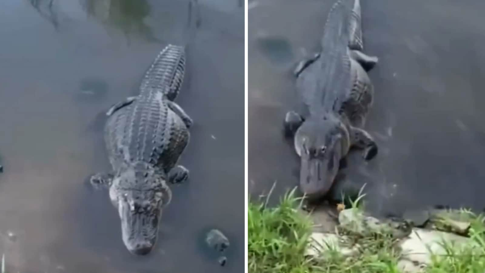 Turtle steals food placed in front of alligator