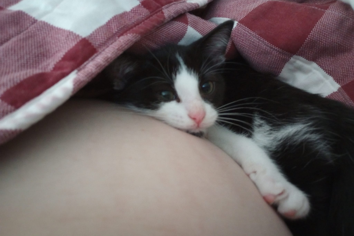 'Two Babies Snuggling': Kitten Obsessed With Sleeping on Owner's Baby Bump