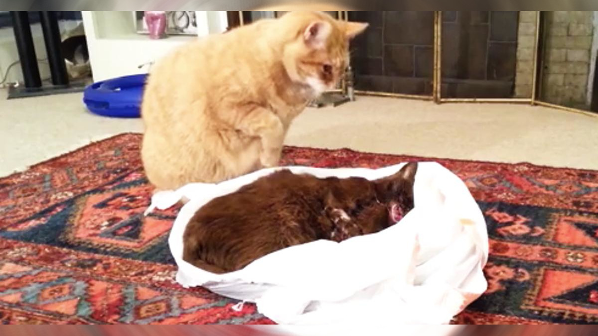 Videotapes.  The touching story of a cat saying goodbye to a close friend who died of cancer