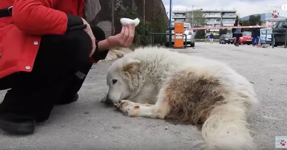 Watching videos gets people excited and spirited.  The dog that lives wandering outside, after 7 years of suffering, finally has a permanent home