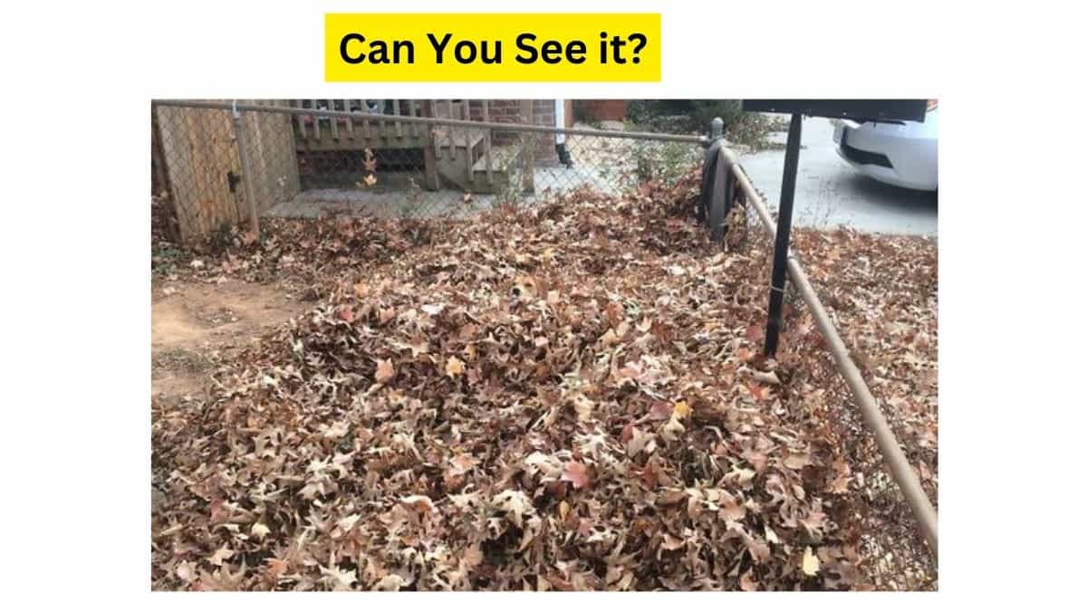 Do you see an intruder in the backyard?