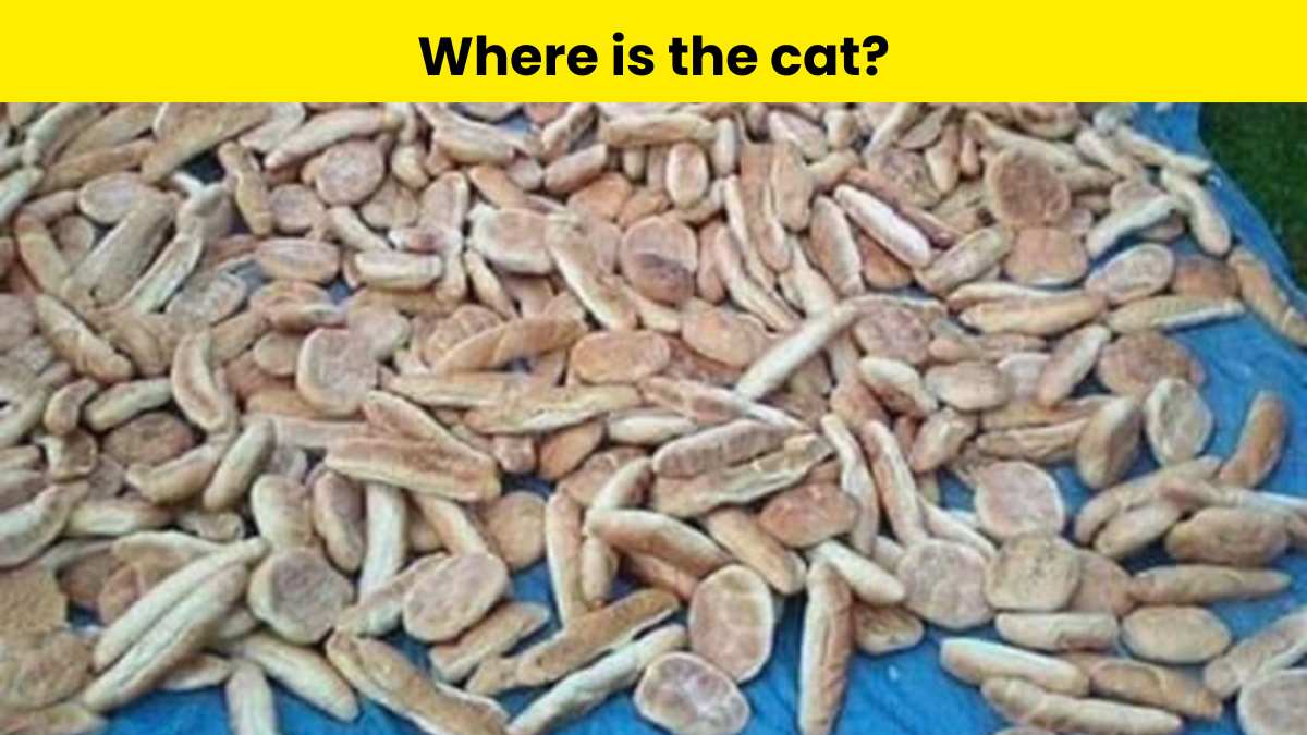 Spot the cat in 6 seconds