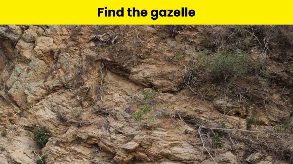 Spot the gazelle in 5 seconds