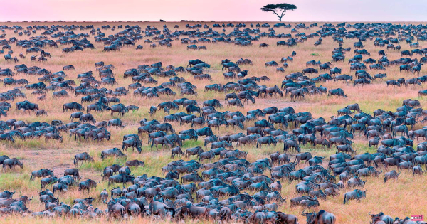 Your ophthalmologist will give you 10/10 if you find the zebra hidden among the wildebeest within 30 seconds